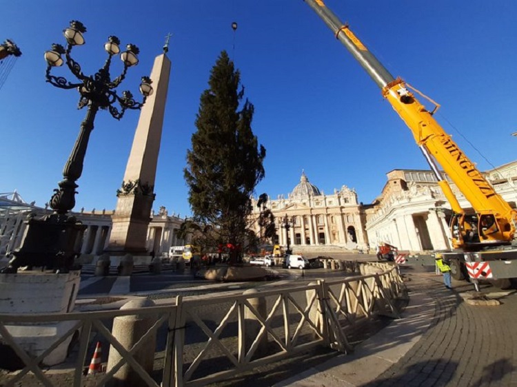 El árbol de Navidad ya está en la Plaza de San Pedro