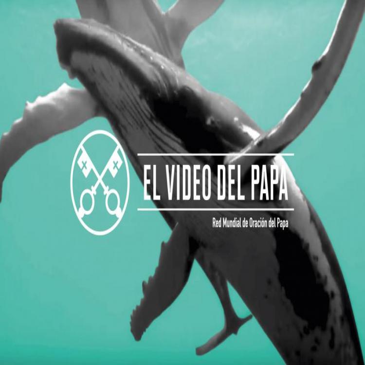 El Video del Papa: En septiembre, Francisco llama a proteger los mares y océanos