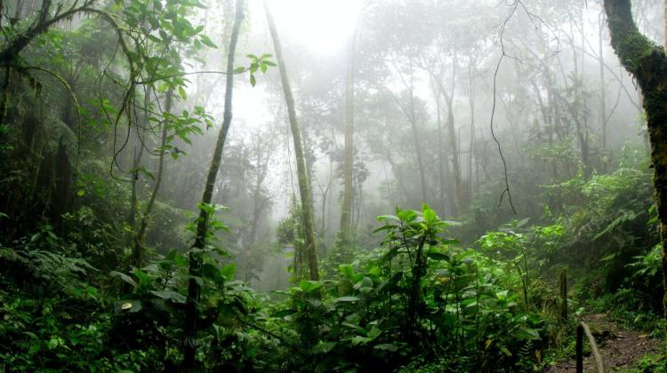 Cáritas se vuelca al cuidado del clima y de la nutrición de las comunidades del Amazonas