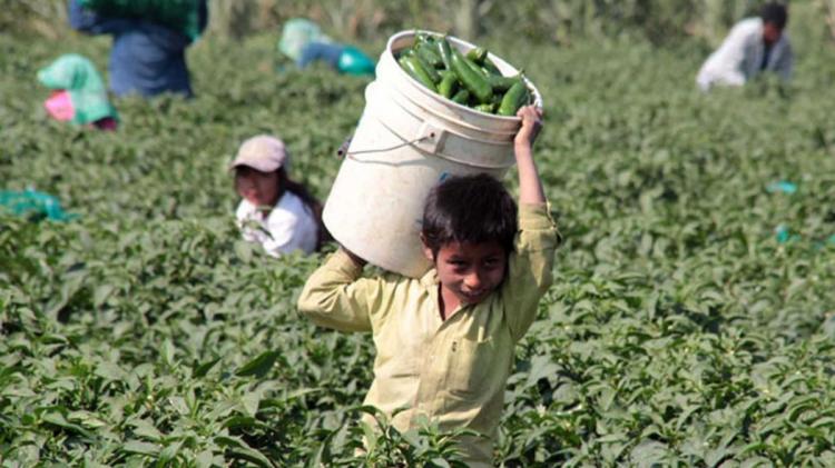 El Papa a la FAO: "El trabajo infantil es un flagelo agravado por la pandemia"