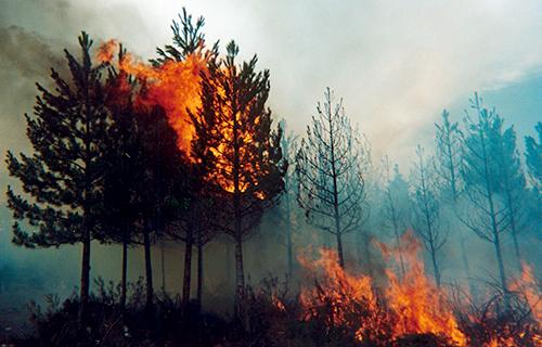 Caritas Chile en acción para prevenir el aumento de incendios forestales