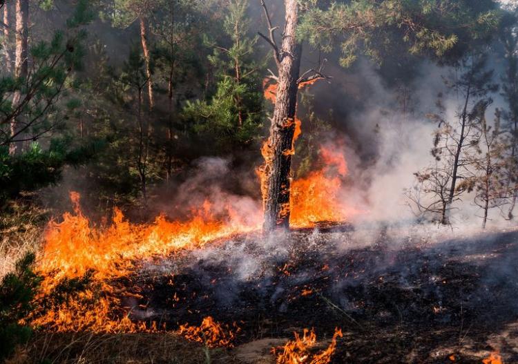 Cáritas Chile reitera su llamado a trabajar y prevenir los incendios forestales