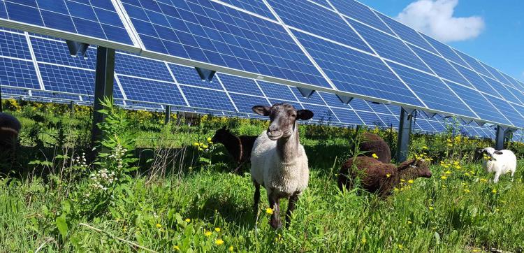 El Vaticano construirá una planta de energía solar cerca de Roma