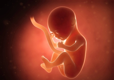 Los obispos europeos, 'muy preocupados' por el posible uso de embriones y fetos